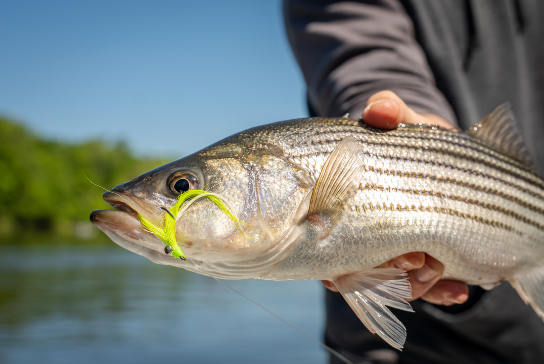 Heavy Duty Fish Finder Rig – Carolina Waters